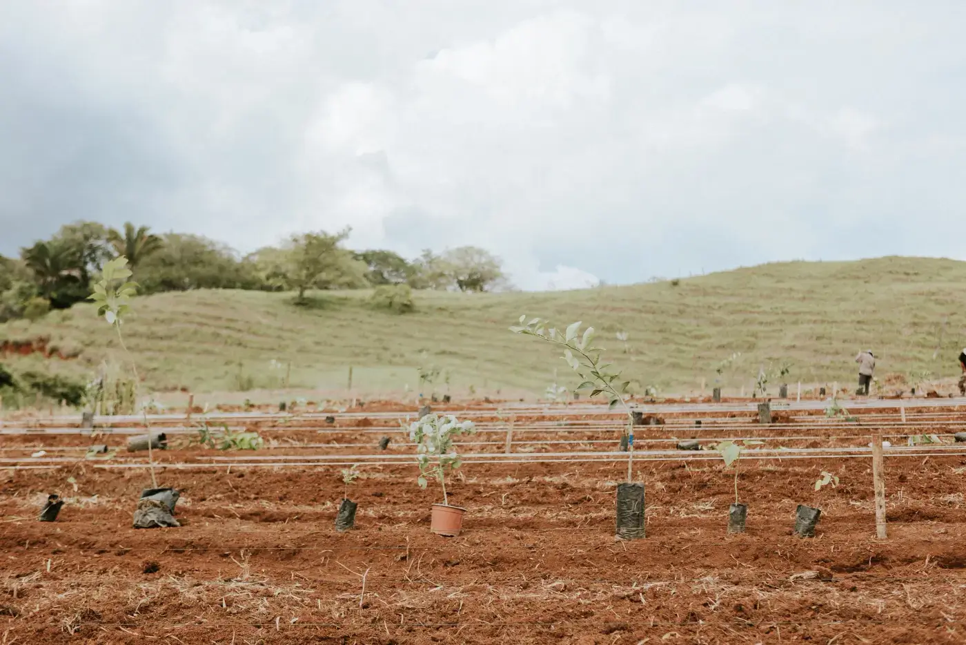 Plants in farm