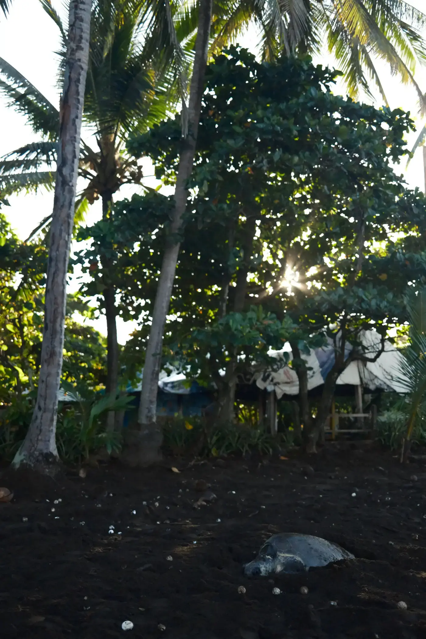 Image from A Seasonal Guide to Guanacaste