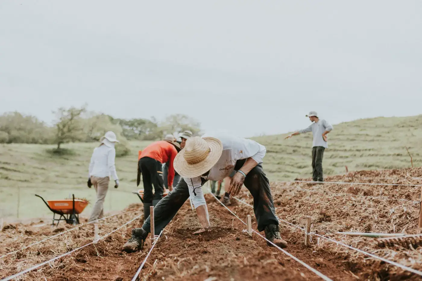 Man planting in farm