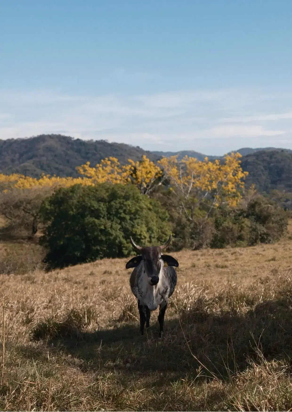 Image from A Seasonal Guide to Guanacaste