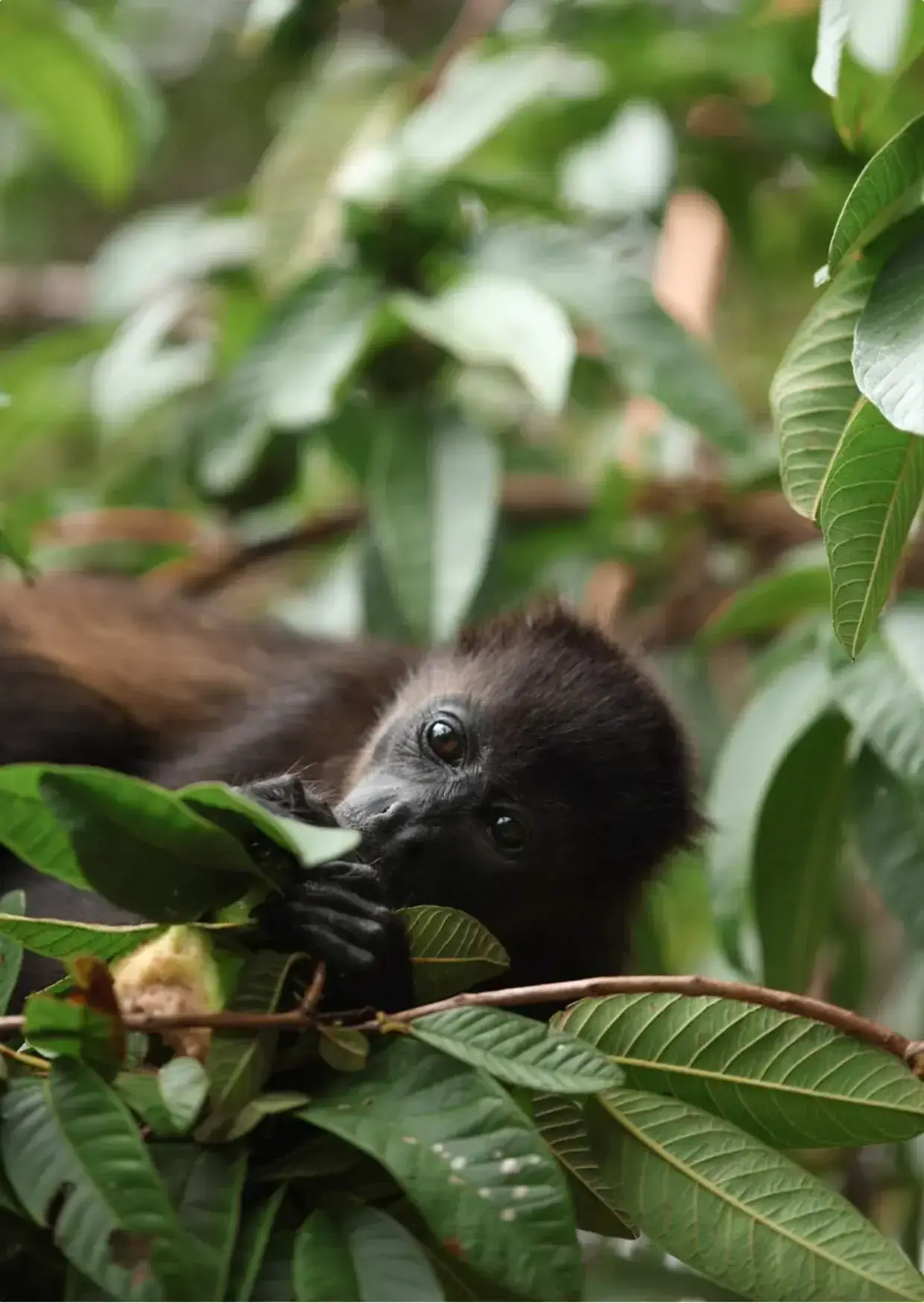 Image from A Seasonal Guide to Guanacaste